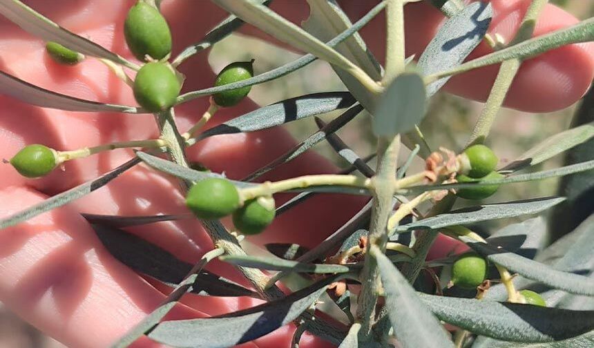 Zeytin üreticilerine "zeytin güvesi" uyarısı