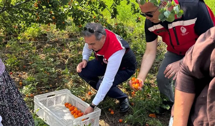 Kayısı bahçelerinde hasat başladı