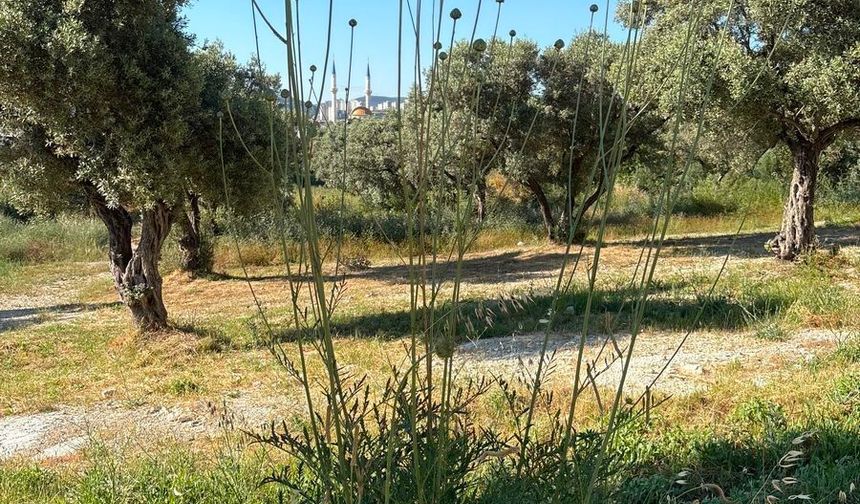 Tülüşah çiçek açtı, koparmanın cezası 699 bin lira