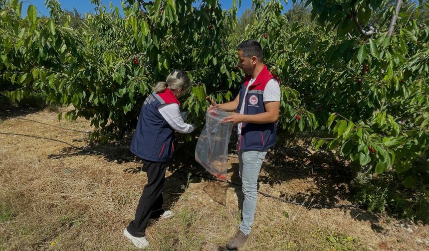 Kiraz bahçeleri denetlendi, numuneler alındı