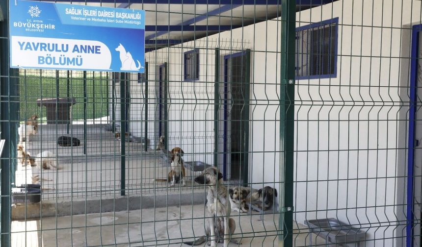Aydın'da sahipsiz sokak hayvanları için çalışmalar sürüyor