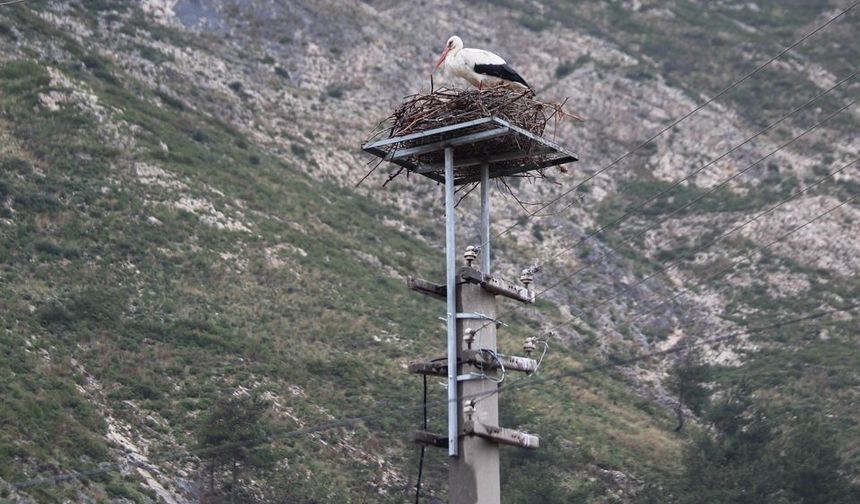 Riskli durumdaki leylek yuvası güvenli hale getirildi