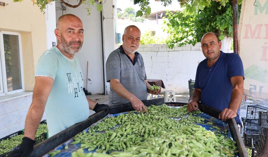 Aydın'ın bamyası Türkiye'nin dört bir yanına gönderiliyor