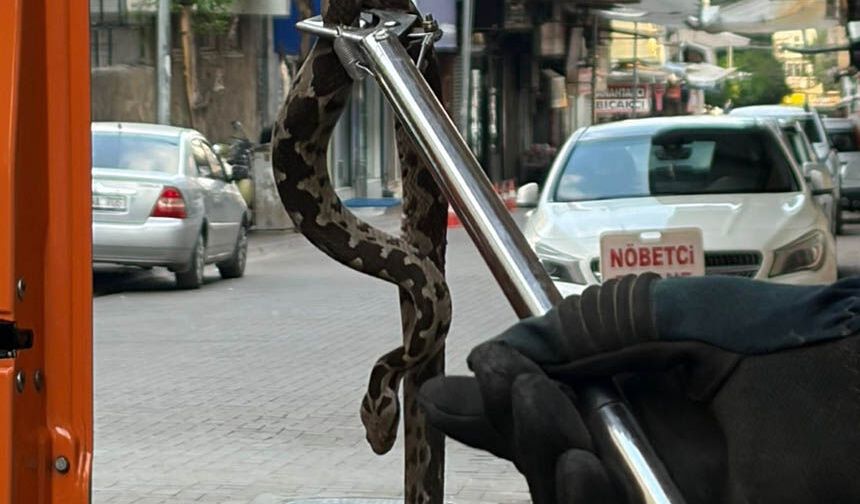 Nazilli’de esnafı yılan telaşı sardı.. Çarşı merkezinde yılan hareketliliği