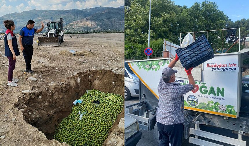 Bozdoğan’da hastalıklı ilekler imha edildi