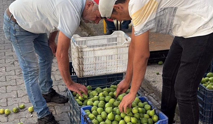Bozdoğan ileği kalitesiyle üreticilerin ilk tercihi arasında