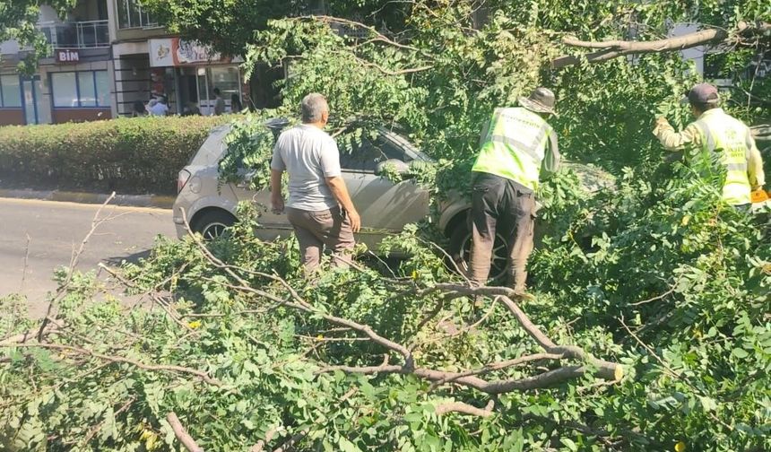 Seyir halindeki otomobilin üzerine ağaç devrildi