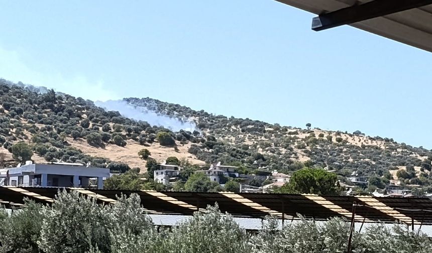 Bozdoğan'daki zirai alan yangını kontrol altına alındı