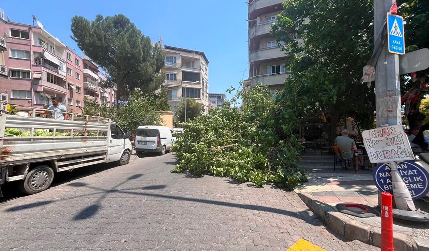 Devrilen ağaç iki araca zarar verdi
