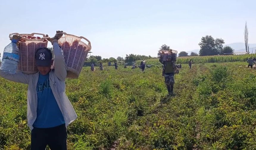 Aydın'da 12 bin 94 dekarda domates hasadı sürüyor