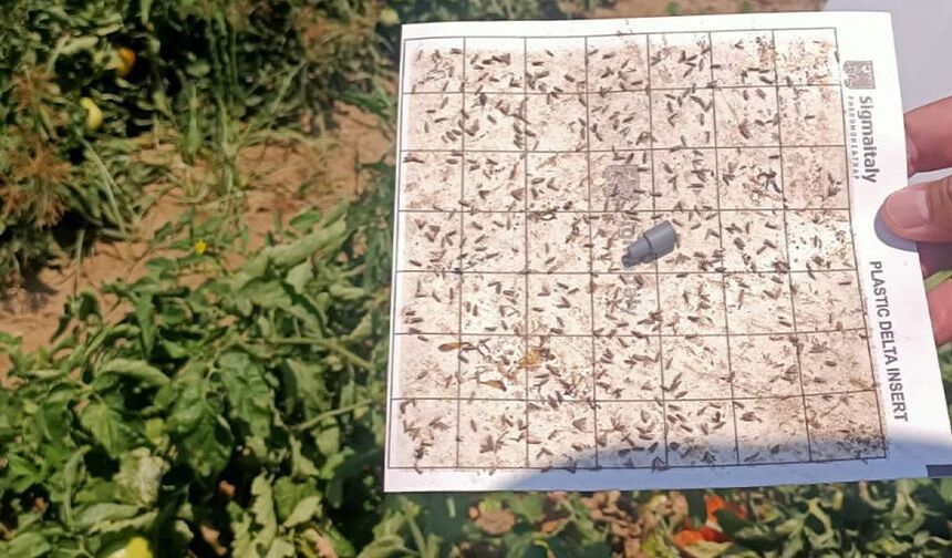 Domates, pamuk ve ayçiçeği tarlalarında saha denetimi
