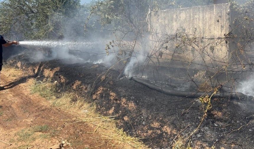 Zeytinlik alanda çıkan yangın büyümeden söndürüldü