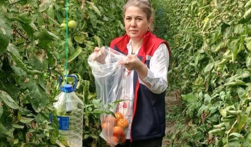 Domateslerde hasat öncesi pestisit denetimi