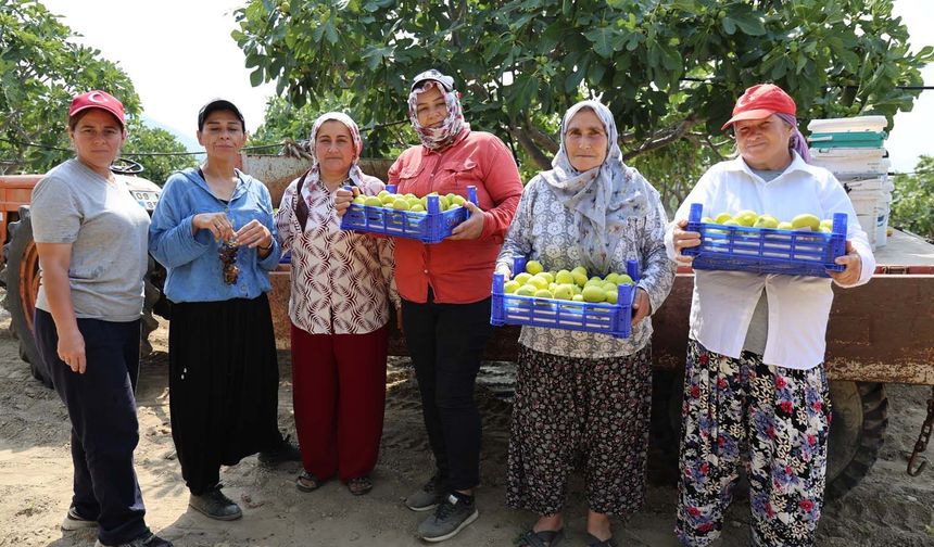 Buharkent'te taze incir hasadı başladı