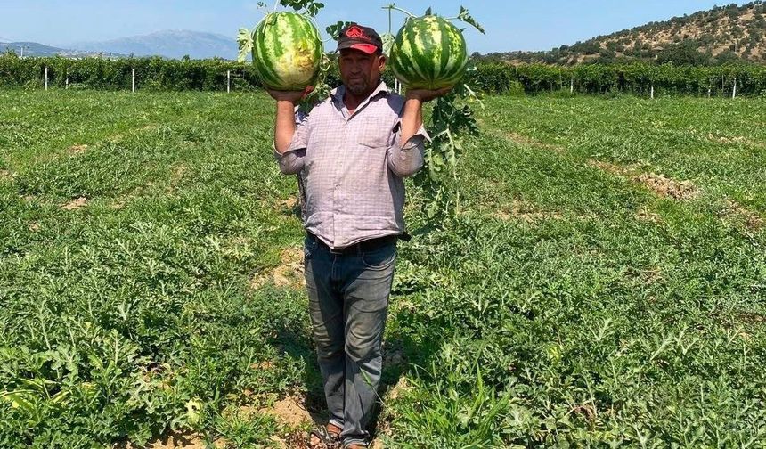 Tarlada para etmeyen karpuzu pazarda kendisi satıyor