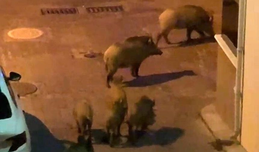 Yaban domuzları sürüsü mahalle aralarında görüntülendi