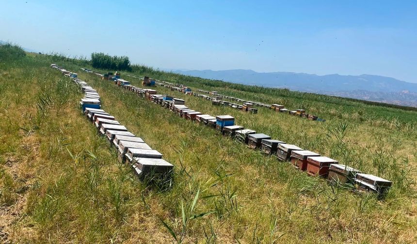 Nazilli’de arılı kovan tespit çalışmaları sürüyor