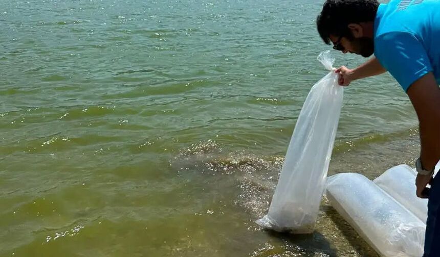 Aydın'da 535 bin sazan suyla buluştu