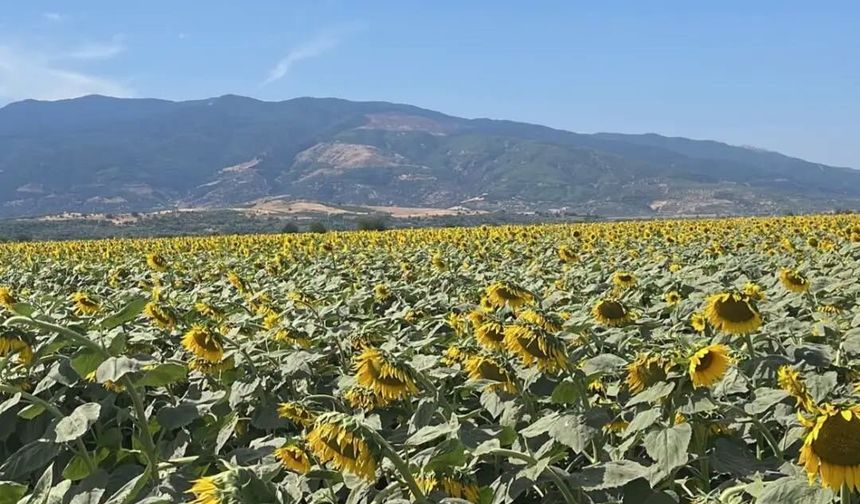 Kuyucak'ta ayçiçeği tarlaları denetlendi