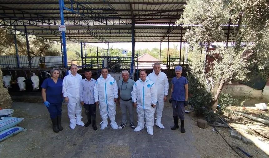 Aydın’da sonbahar şap aşısı kampanyası başladı