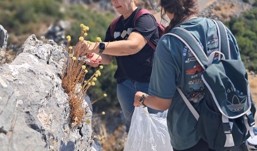 Nesli tükenme tehlikesi bulunan Altınotu sahada incelendi