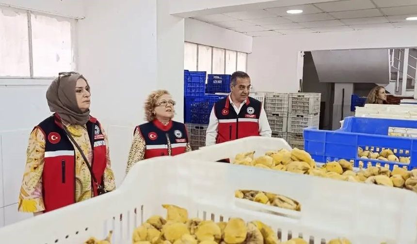 Aydın’ın sarı altını incir için denetimler sıklaştırıldı