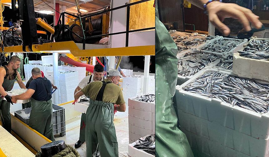 Gırgır teknelerinde balık boyu denetimi