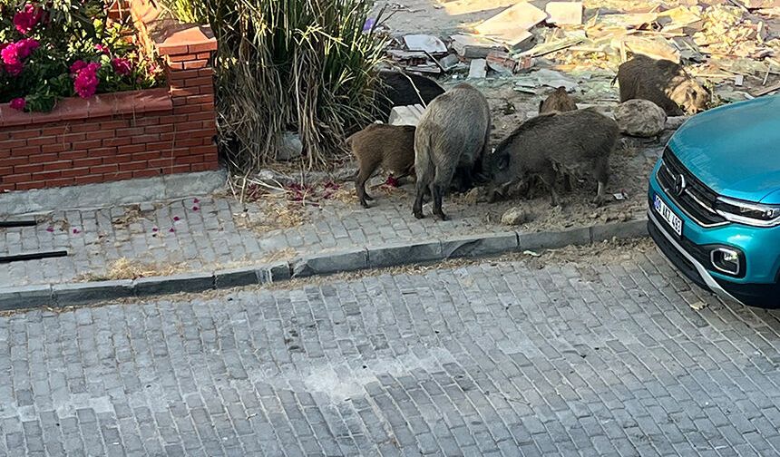 Domuz sürüsü mahalleye indi, vatandaşlar tedirgin oldu