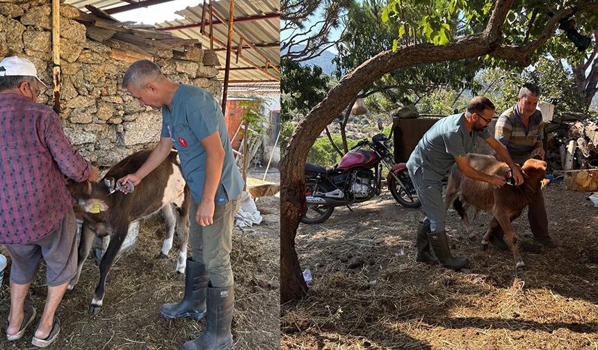 Sonbahar dönemi şap aşılama çalışmaları sürüyor