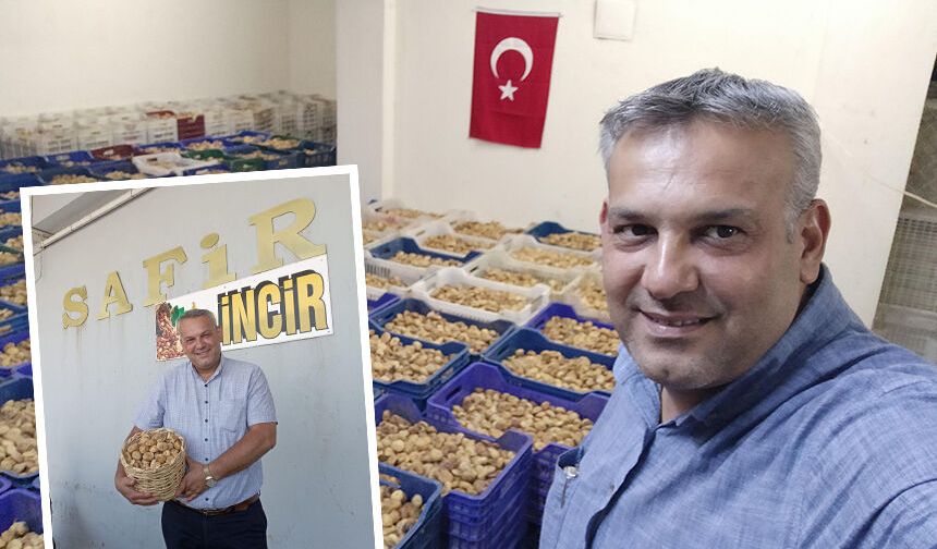 Nazilli'de güvenli liman: Safir İncir