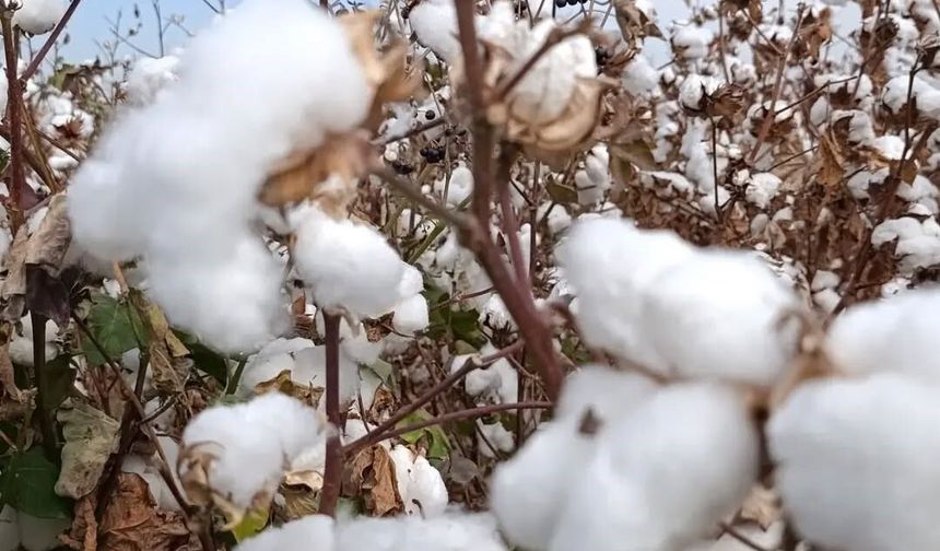 Söke pamuğunda hasat başladı