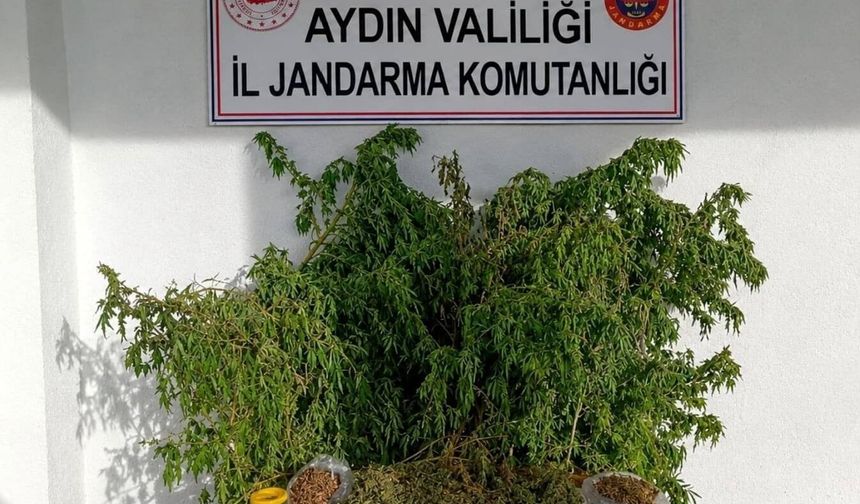 47 kök kenevir ele geçirildi