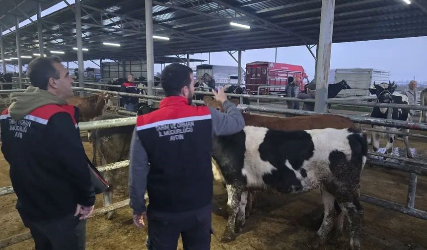 Aydın’da hayvan pazarlarında sıkı denetim