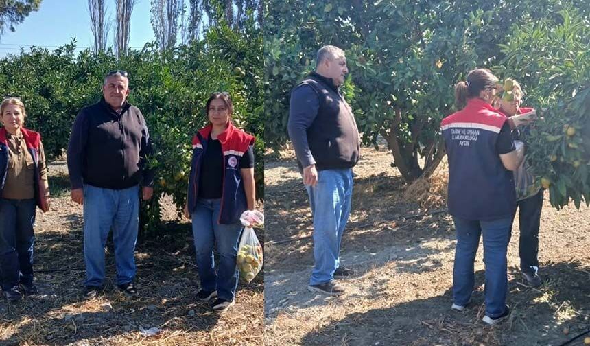 Tarım ürünlerinde pestisit denetimi