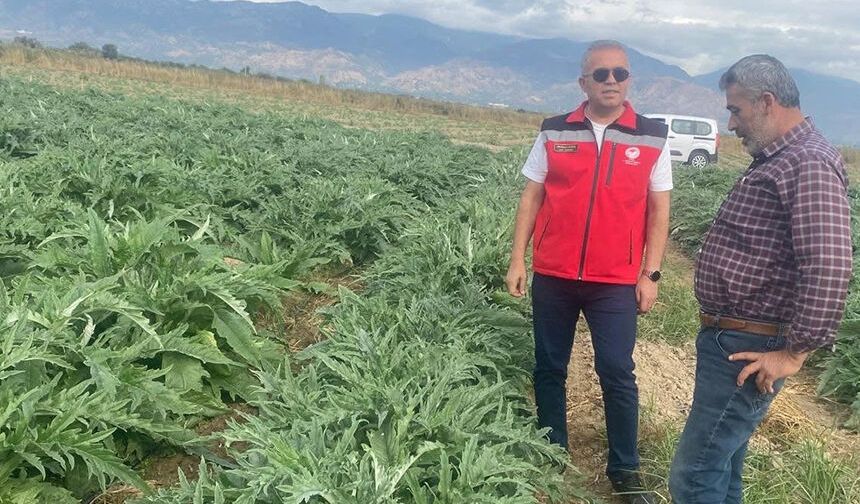 Coğrafi işaretli Gölhisar Enginarı'nda hasat için geri sayım başladı