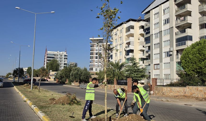 Büyükşehirden Nazilli’de yeşil seferberlik