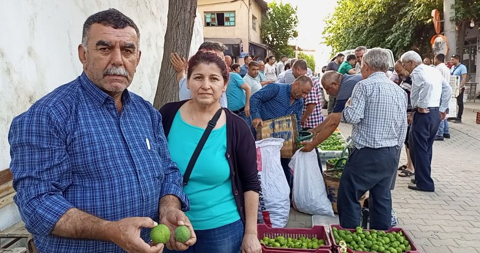 Kuyucak'ta 52 yıldır iğlek mesaisi: Gürlay ailesi yarım asırdır incire can oluyor
