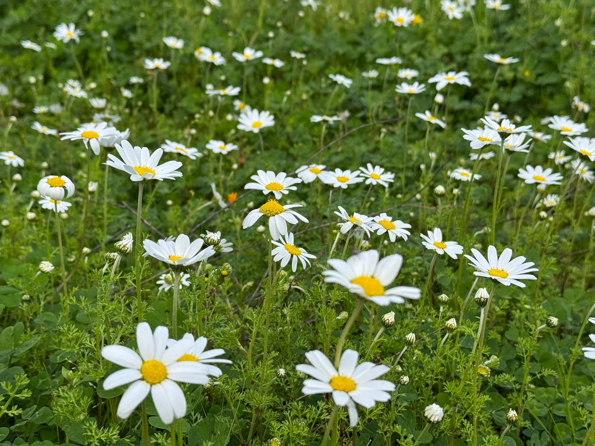 Whatsapp Image 2026 02 15 At 16.11.22