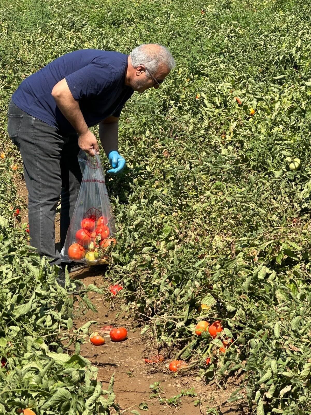 Aydın’da Domates Tarlalarında Kırmızı Alarm (1)