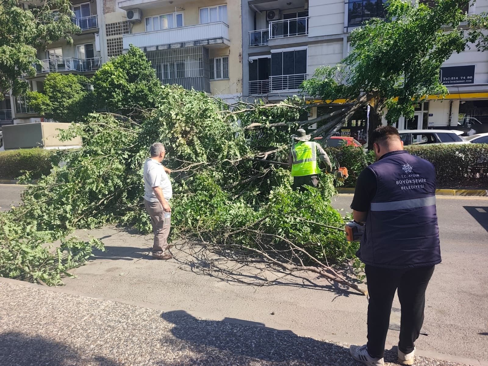 Aydın’da Otomobilin Üzerine Ağaç Devrildi (3)