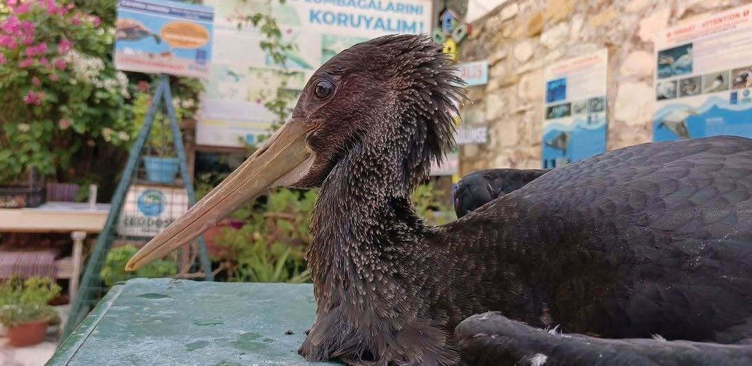 Aydın’da Yaralı Karaleyleği Iyileştirdi (1)