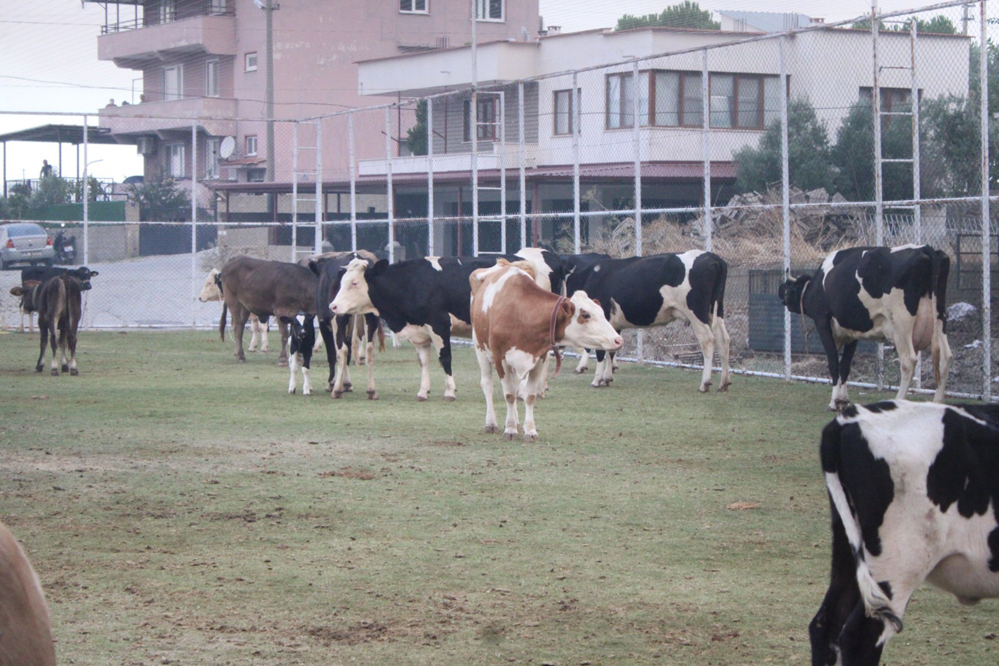 Çine'de Alevlerin Ulaştığı Mahallede Hayvanlar Halı Sahada Korumaya Alındı (1)