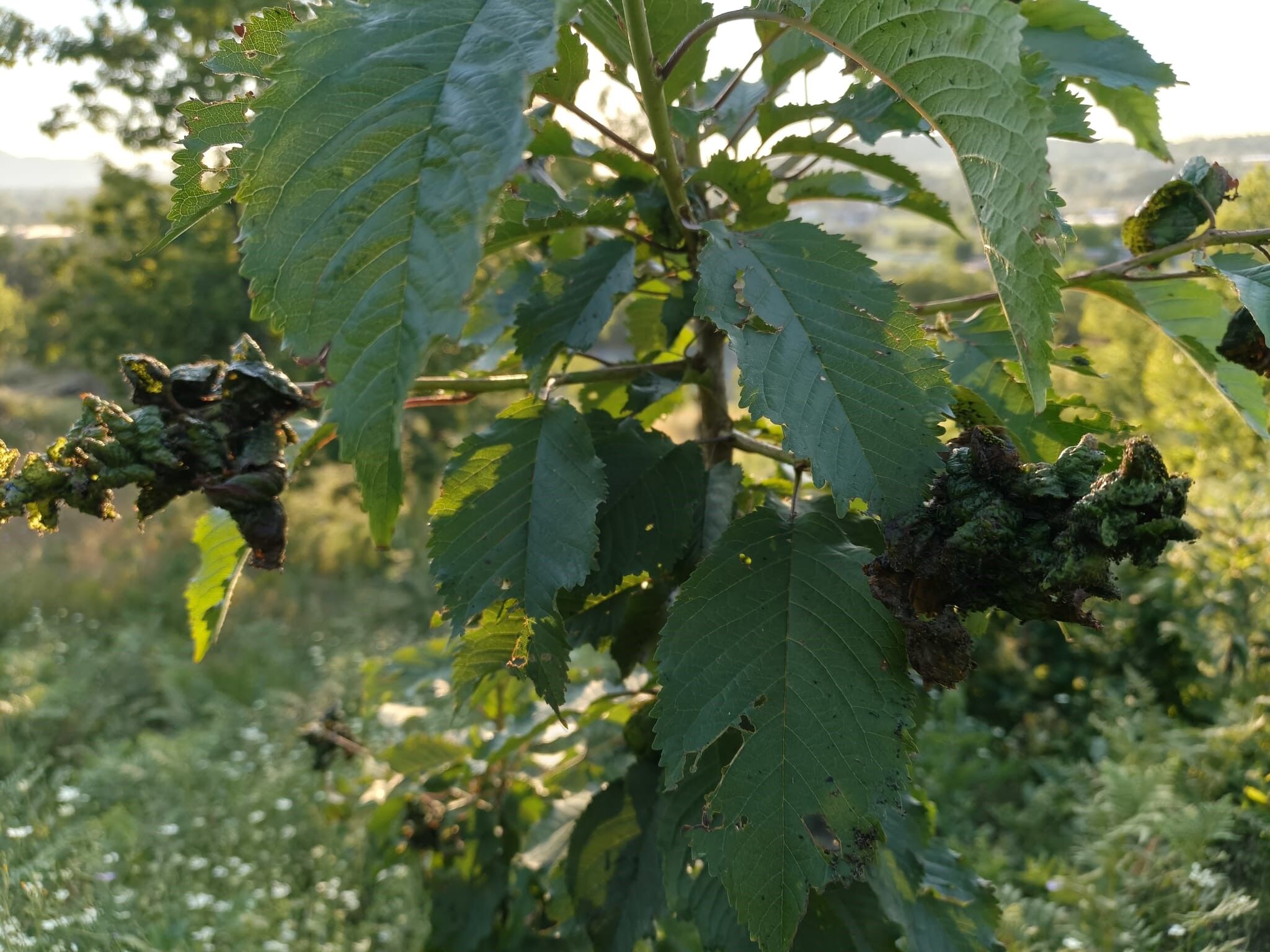 A W759624 06