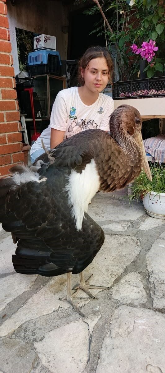 Aydın’da Nadir Görülen Karaleylek Yaralı Bulundu (3)