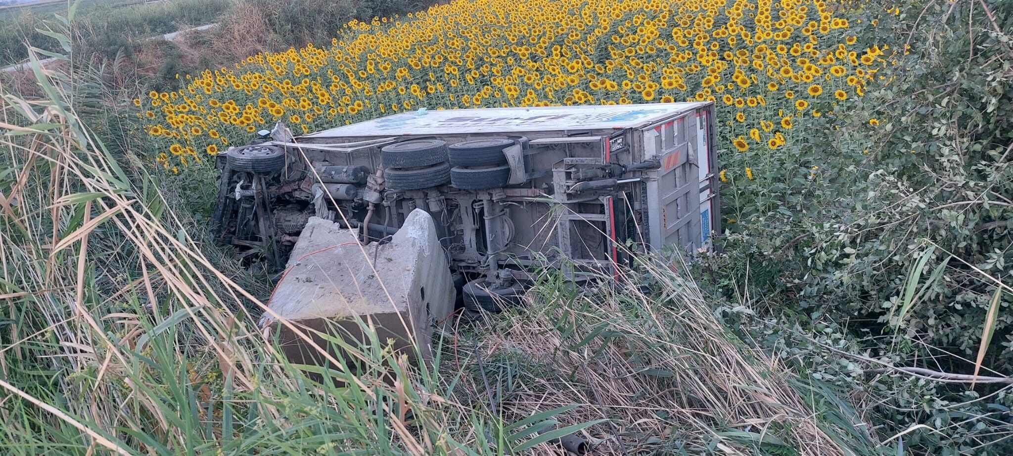 Aydın’da Kamyonet Ayçiçeği Tarlasına Uçtu (2)