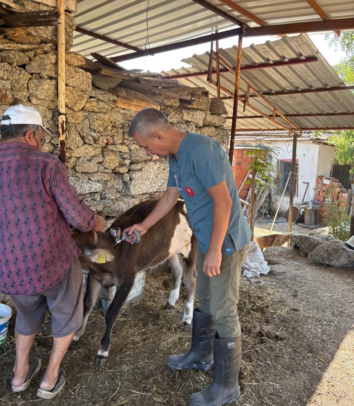 Aydın’da Sonbahar Öncesi Hayvanlarda Şap Alarmı (3)