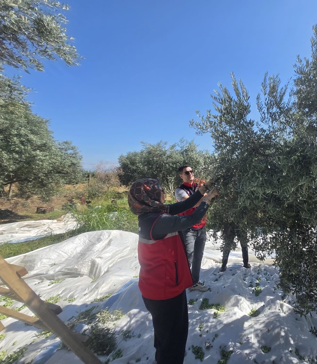 Aydın’da Zeytin Hasadı Başladı (1)