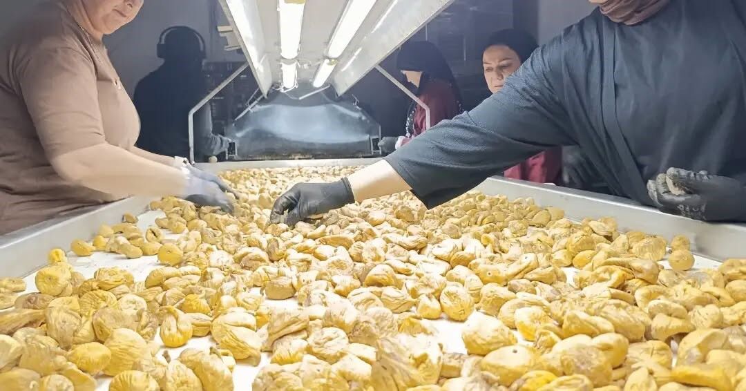 Aydın’ın Sarı Altını Incir Için Denetimler Sıklaştırıldı (3)