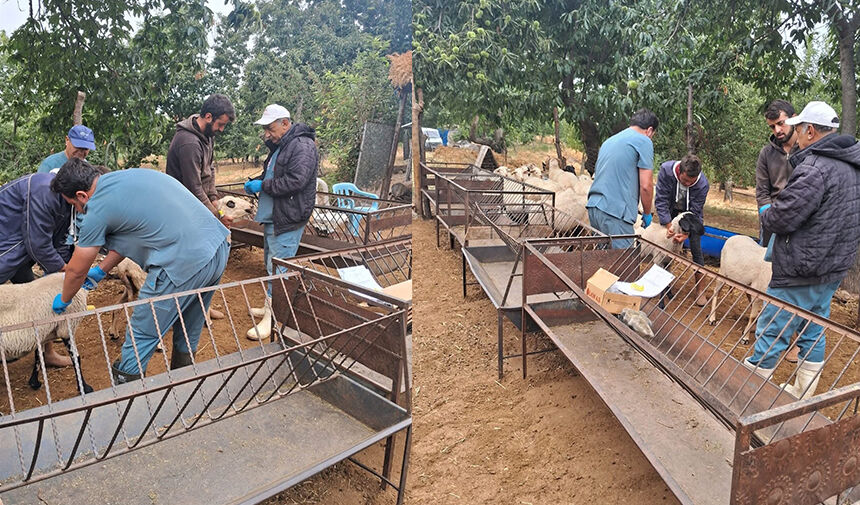 Köşk’te koyun ve keçiler sağlık taramasından geçiriliyor