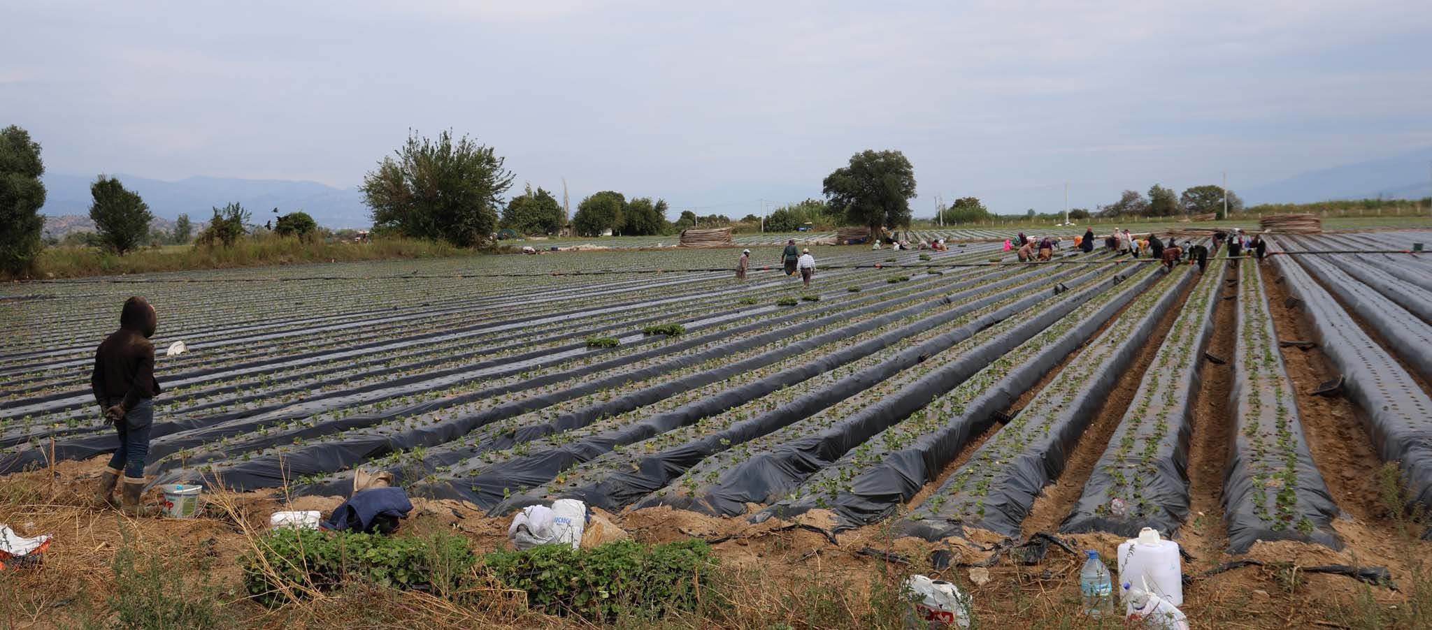 Aydın’da Çilek Üreticisi Tarlaya Indi (3)
